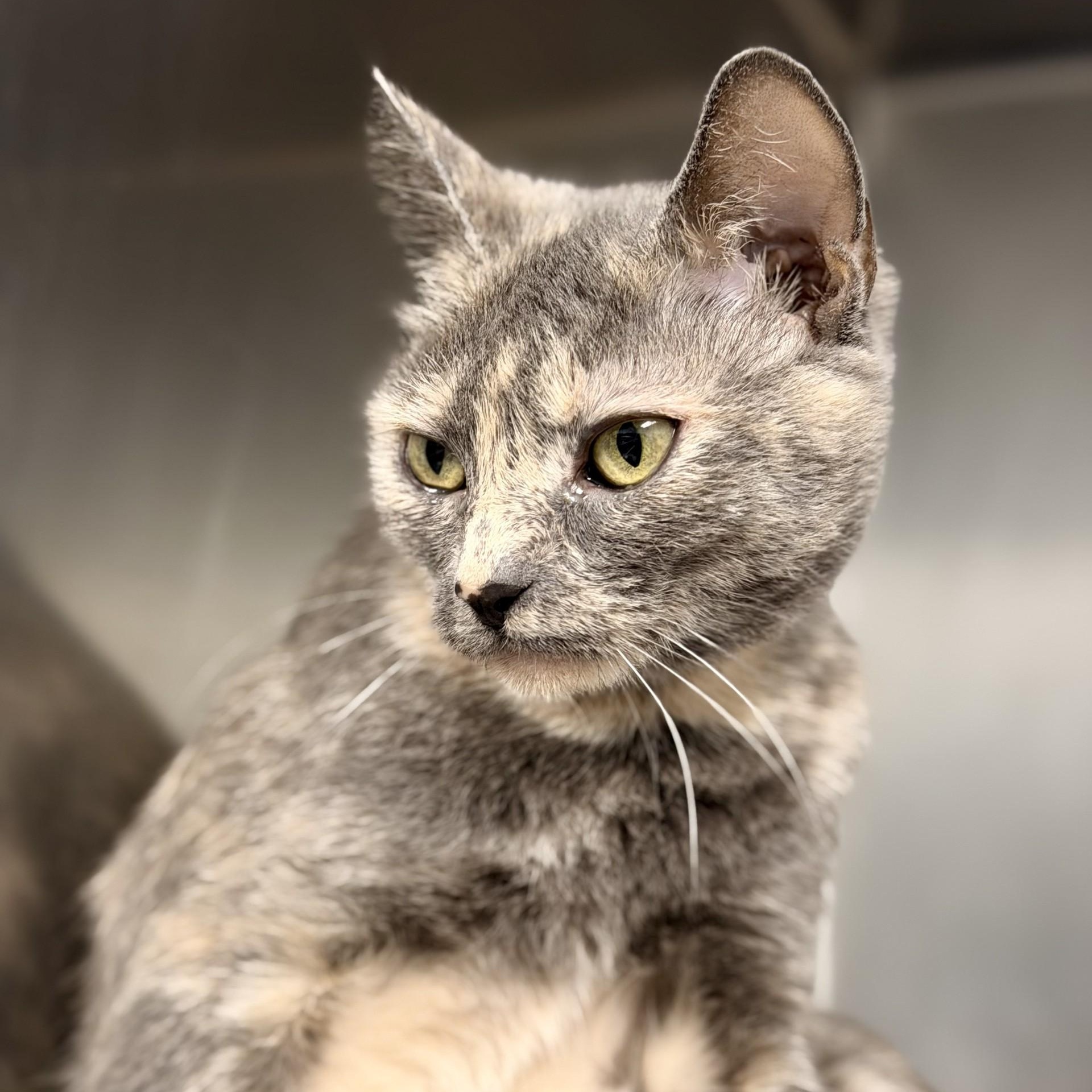 Enlarge Sheera, a ADOPTABLE Domestic Short Hair in Manahawkin, NJ image 2/3