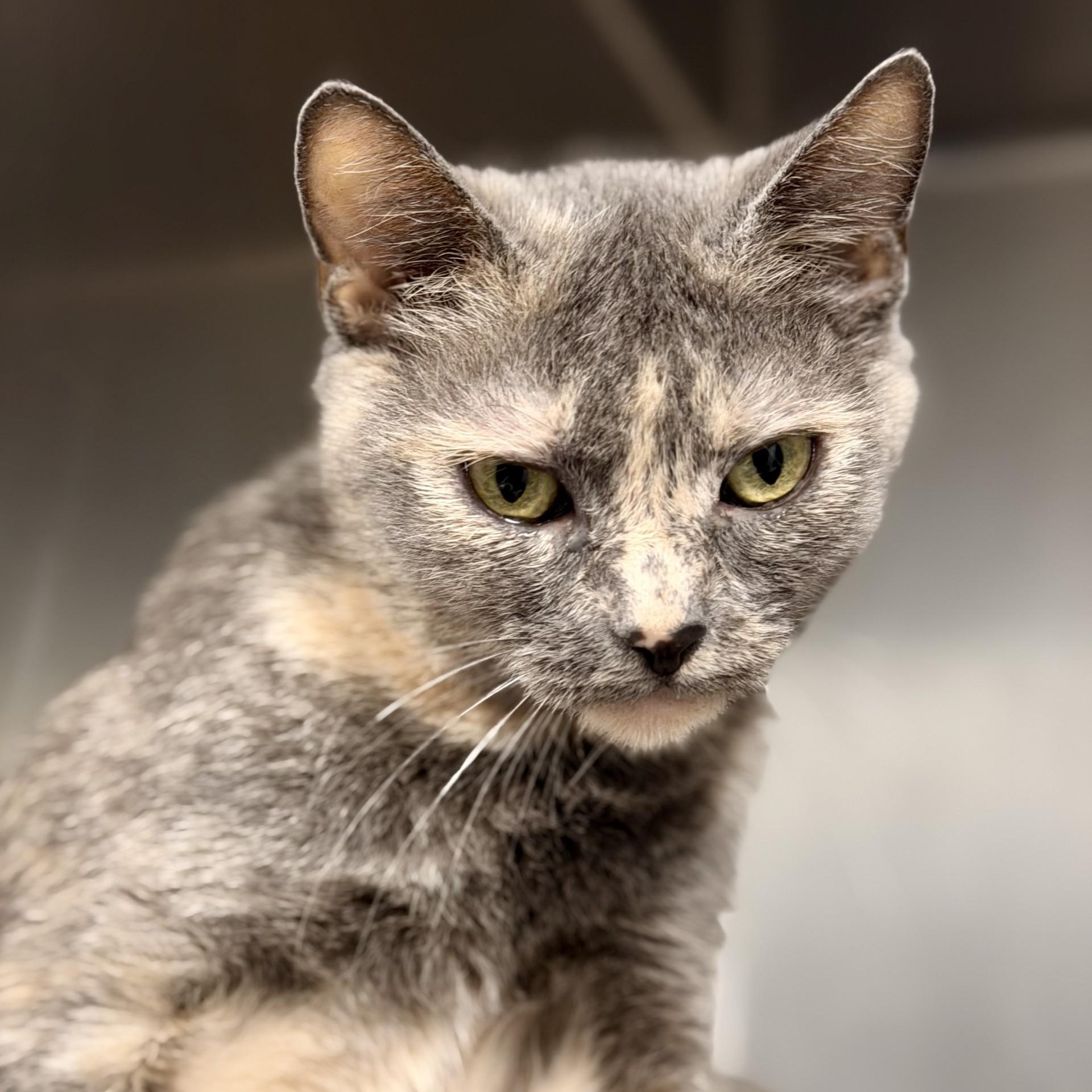 Enlarge Sheera, a ADOPTABLE Domestic Short Hair in Manahawkin, NJ image 3/3