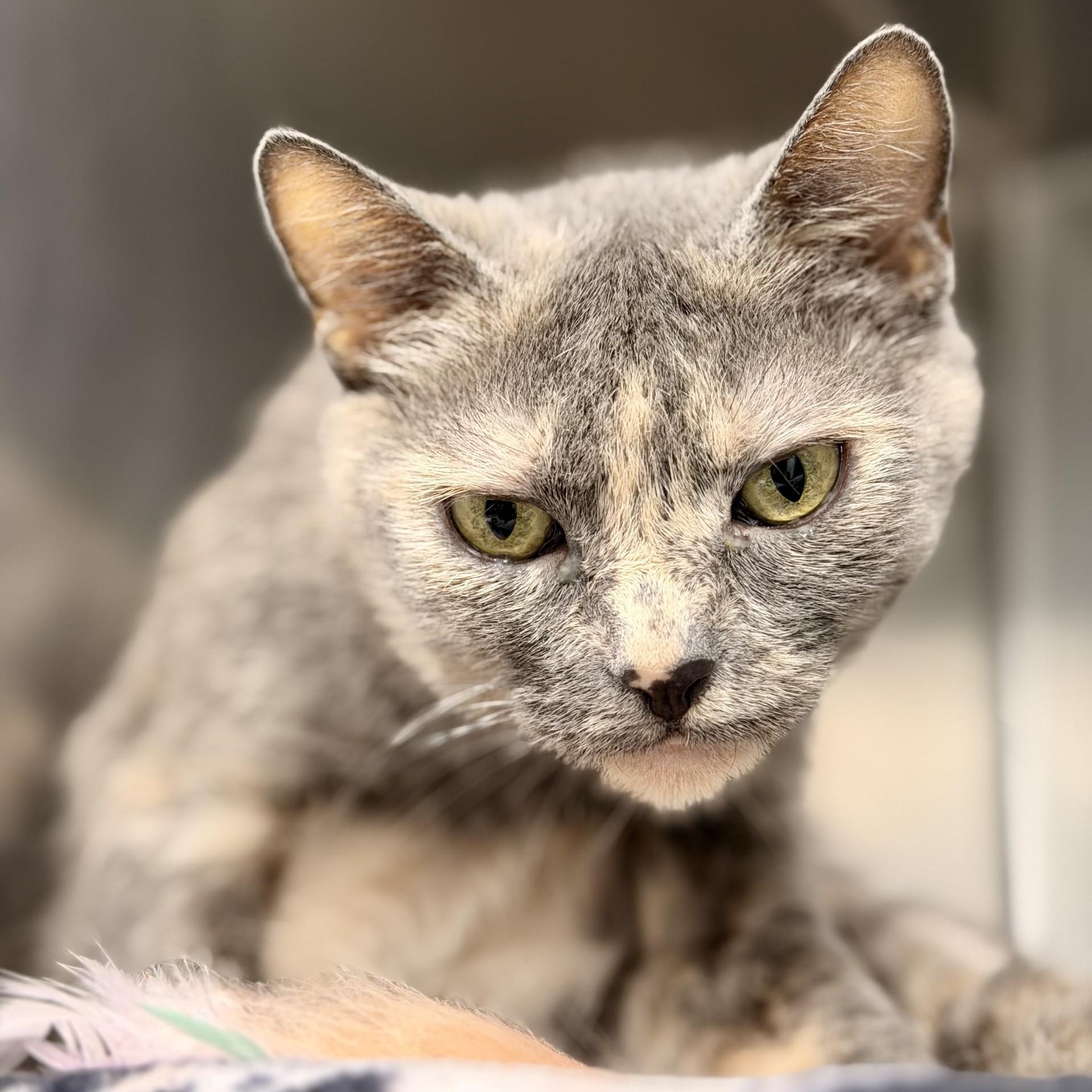Sheera, ADOPTABLE, Adult Female Domestic Short Hair.