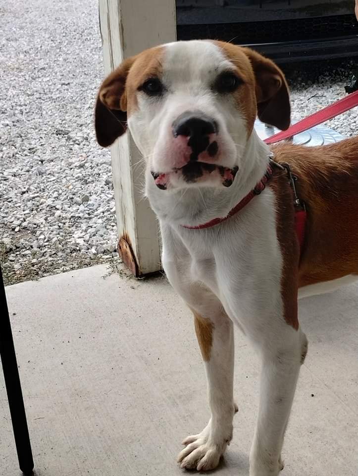 Manny, Adoptable, Young Male Mixed Breed.