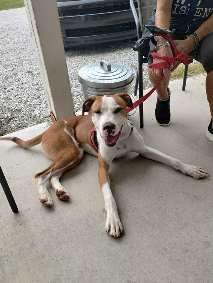 Enlarge Manny, a Adoptable Mixed Breed in Elwood, IN image 2/6