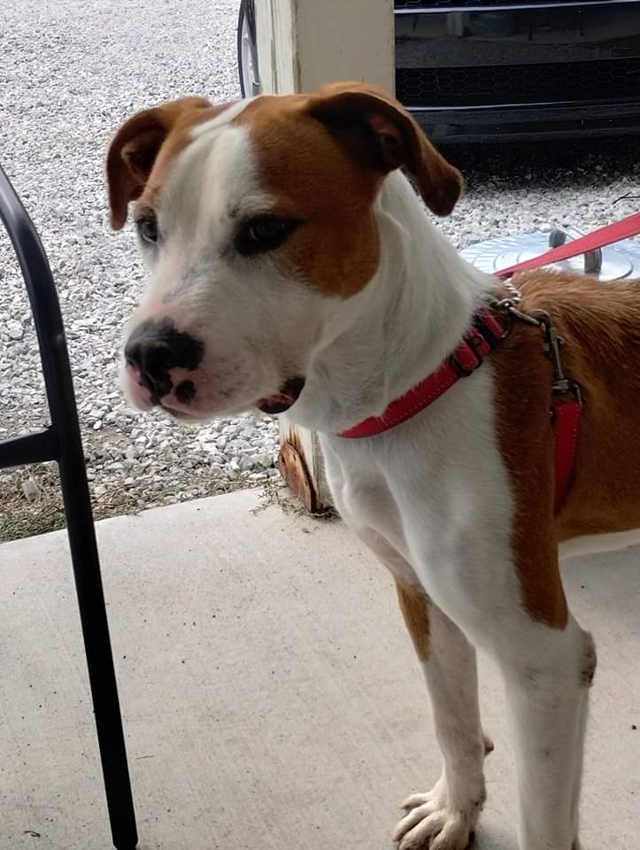 Enlarge Manny, a Adoptable Mixed Breed in Elwood, IN image 5/6