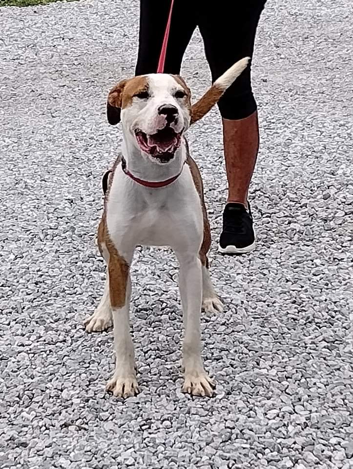 Enlarge Manny, a Adoptable Mixed Breed in Elwood, IN image 6/6