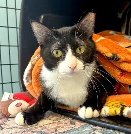 SUNROOM, ADOPTABLE, Young Female Domestic Short Hair.