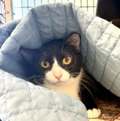 SUNROOM, a ADOPTABLE mixed breed in Fernandina Beach, FL image 3/3