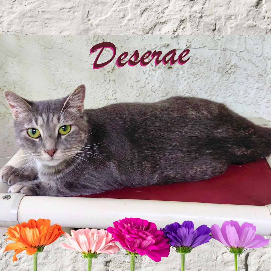 Enlarge Deserae, a Adoptable Tabby in Orange City, FL image 1/2