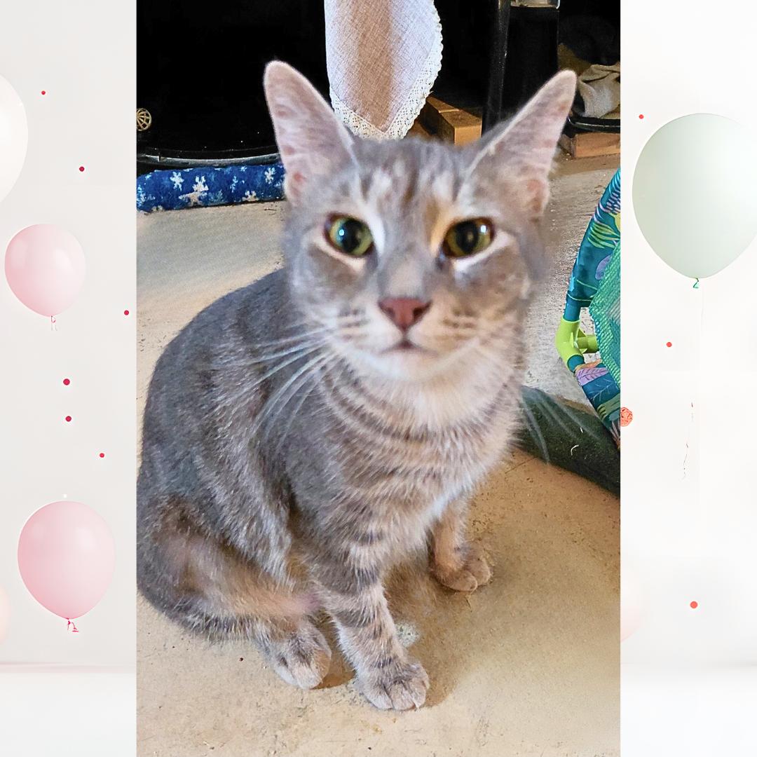 Enlarge Deserae, a Adoptable Tabby in Orange City, FL image 2/2