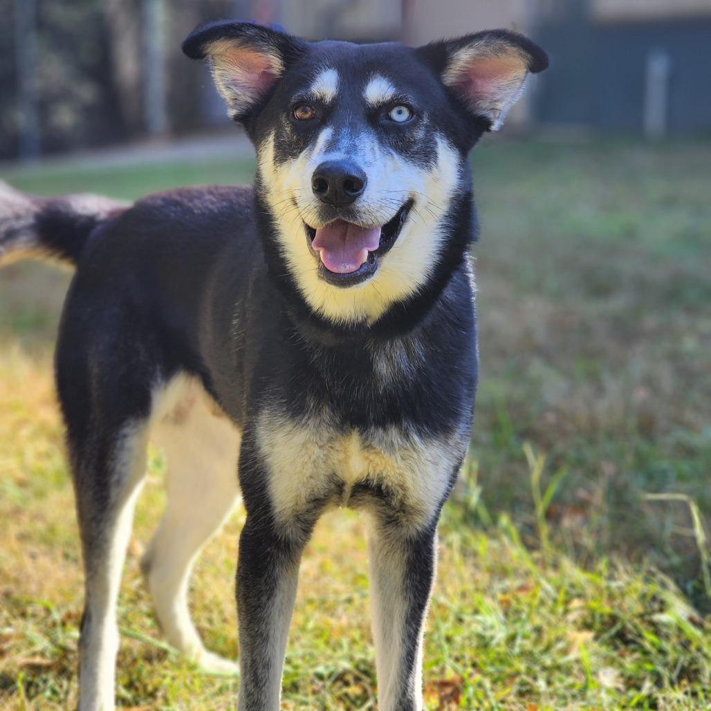 Mason, Adoptable, Adult Male Husky.