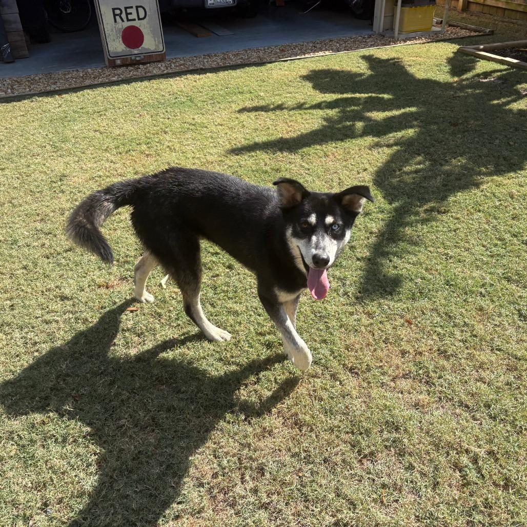 Mason, a Adoptable Husky in Montgomery, AL image 2/2