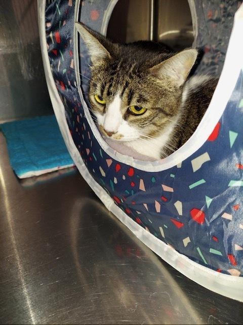 Bertie(aka Bertha), Adoptable, Adult Female Tabby.