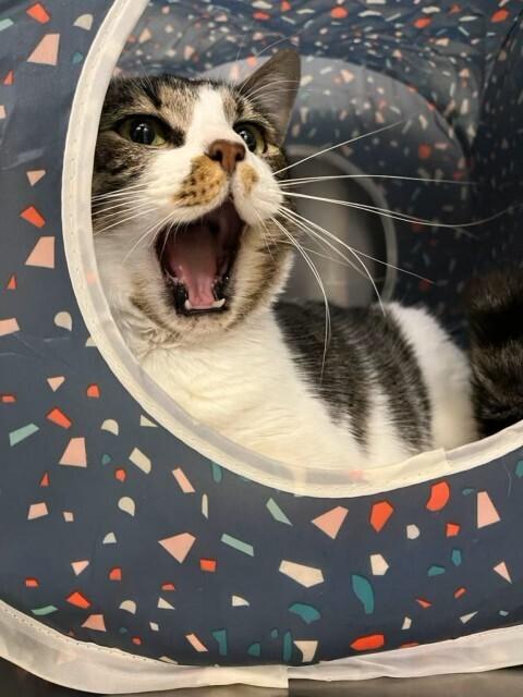 Bertie(aka Bertha), a Adoptable Tabby image 2/2