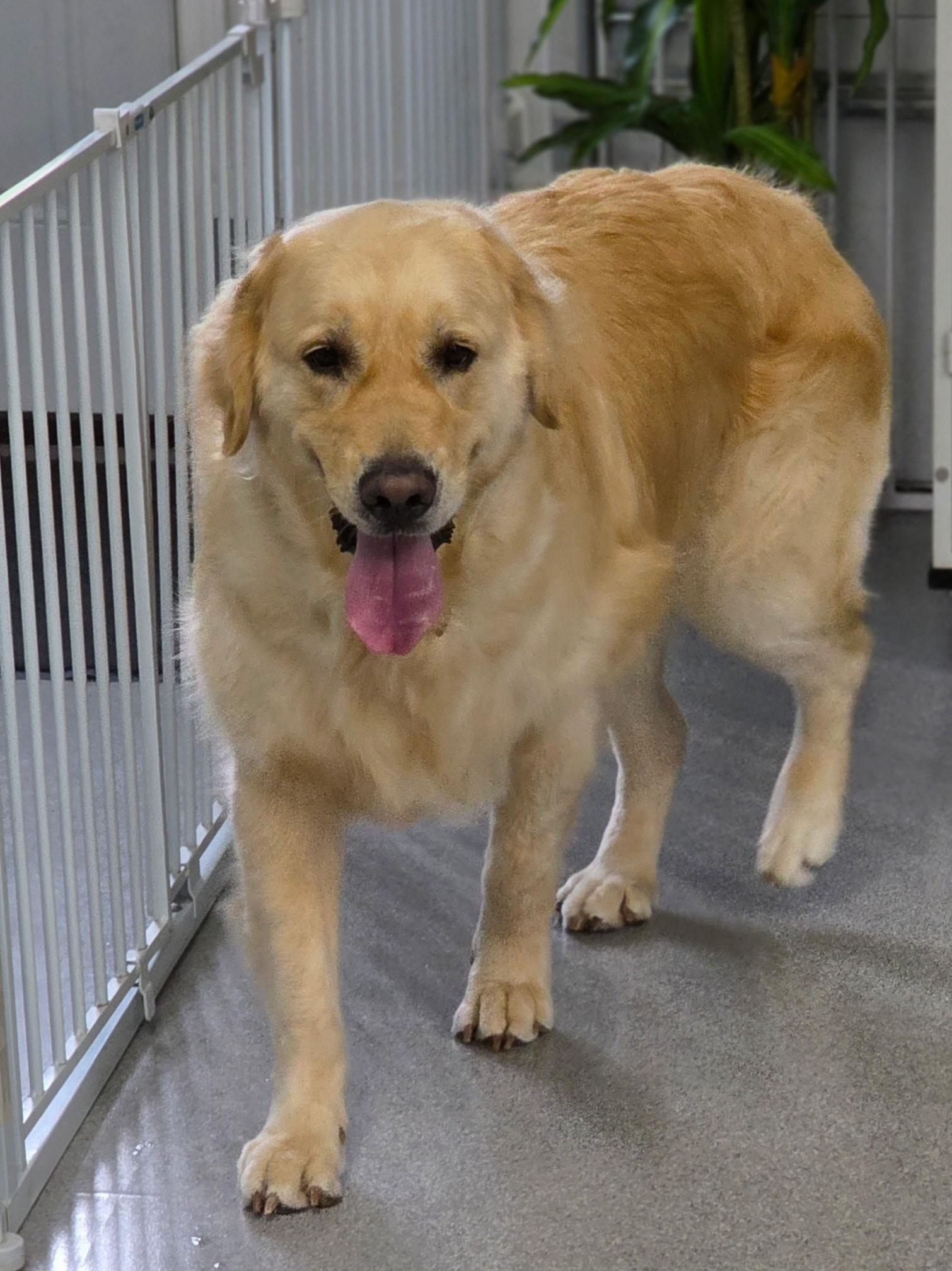 Enlarge Mr. Gibbs, a Adoptable Golden Retriever in Bath, OH image 2/3