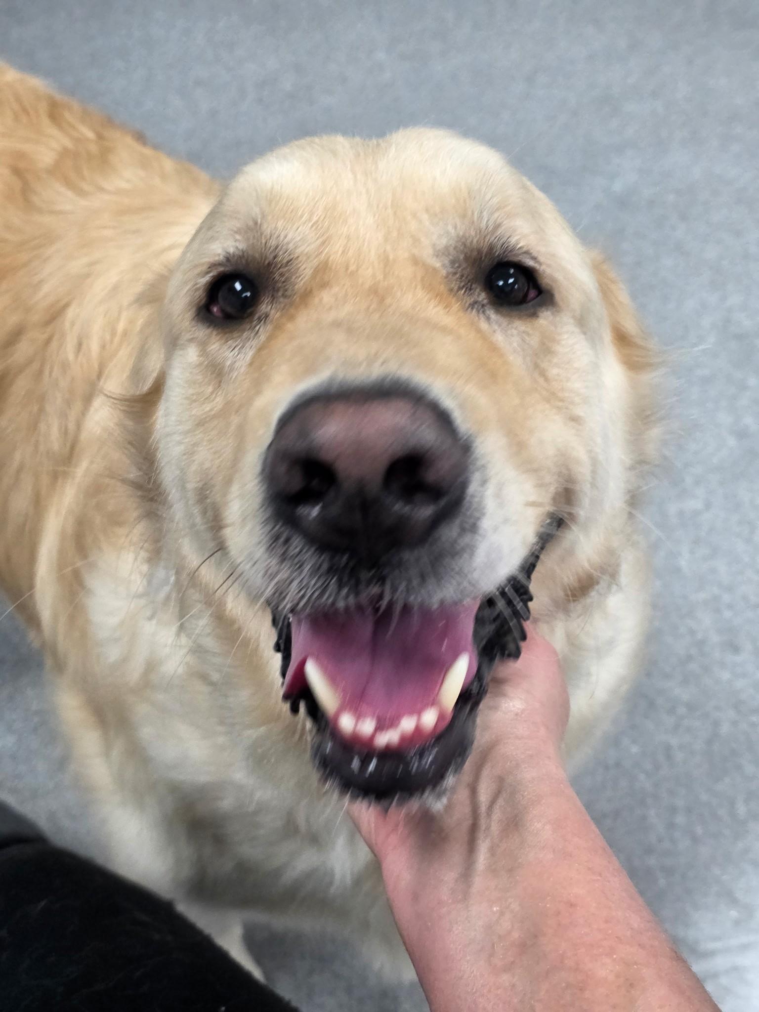Enlarge Mr. Gibbs, a Adoptable Golden Retriever in Bath, OH image 3/3