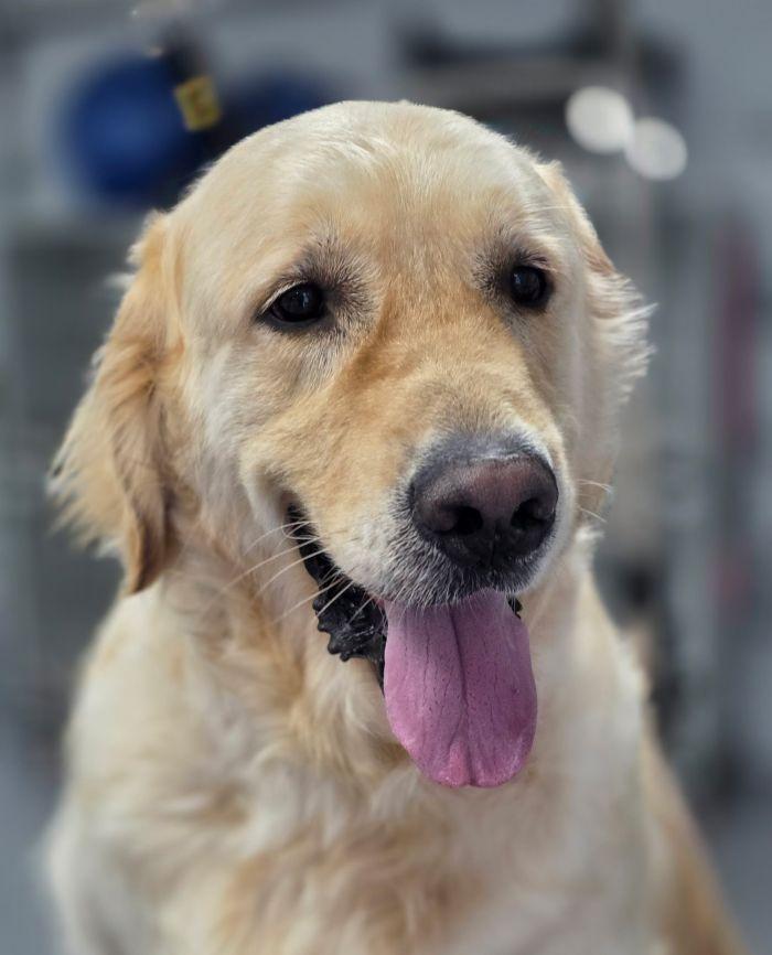 Mr. Gibbs, Adoptable, Adult Male Golden Retriever.