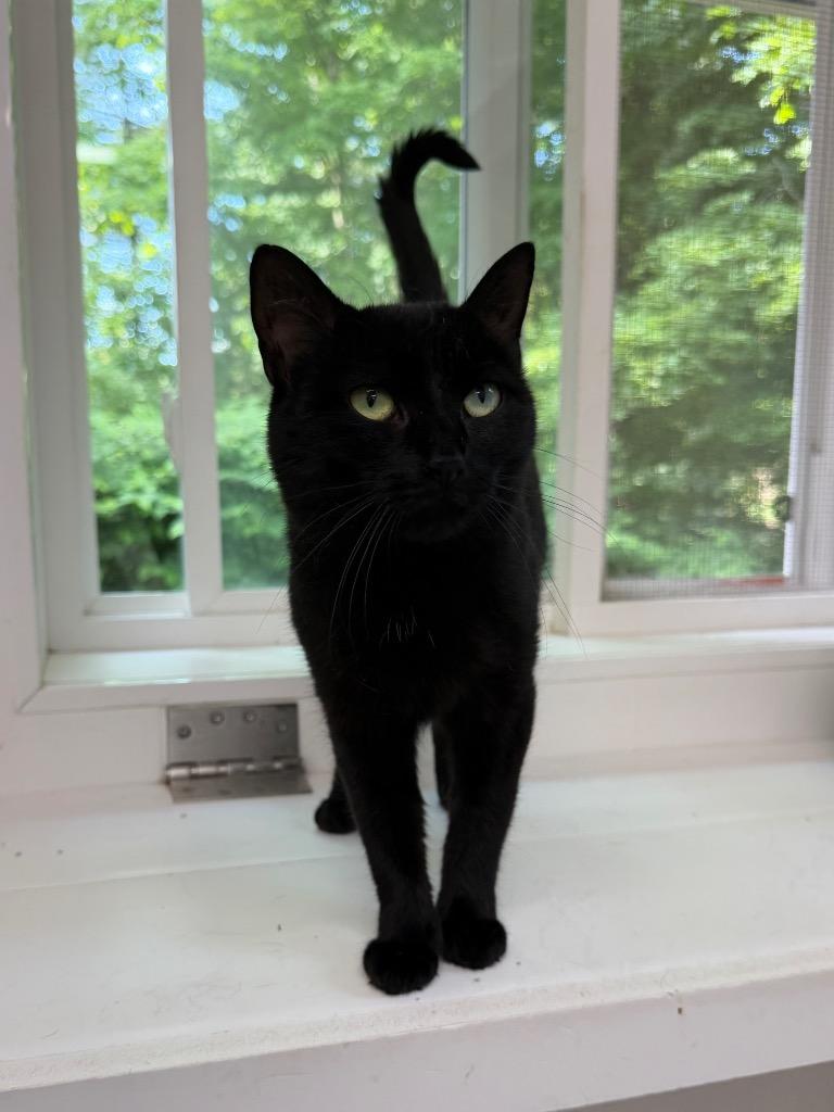 Magnus, a Adoptable mixed breed in Glenfield, NY image 3/4