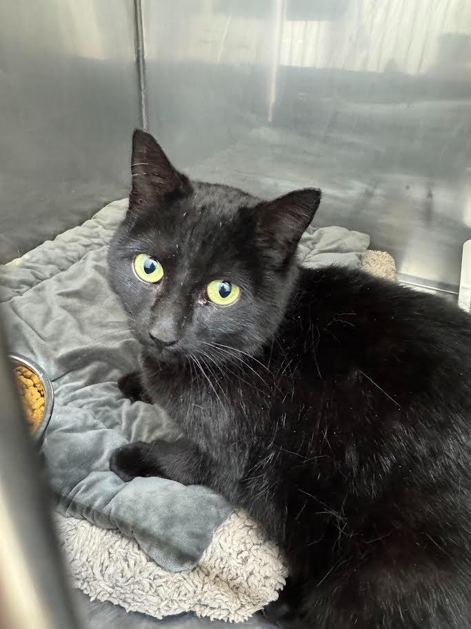 Magnus, a Adoptable mixed breed in Glenfield, NY image 4/4