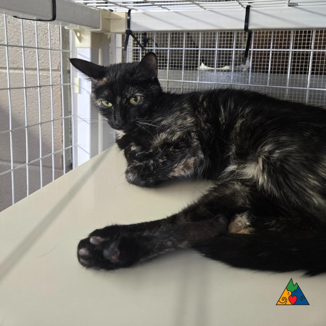 Iffy, an adoptable Domestic Short Hair in Douglas, WY, 82633 | Photo Image 1
