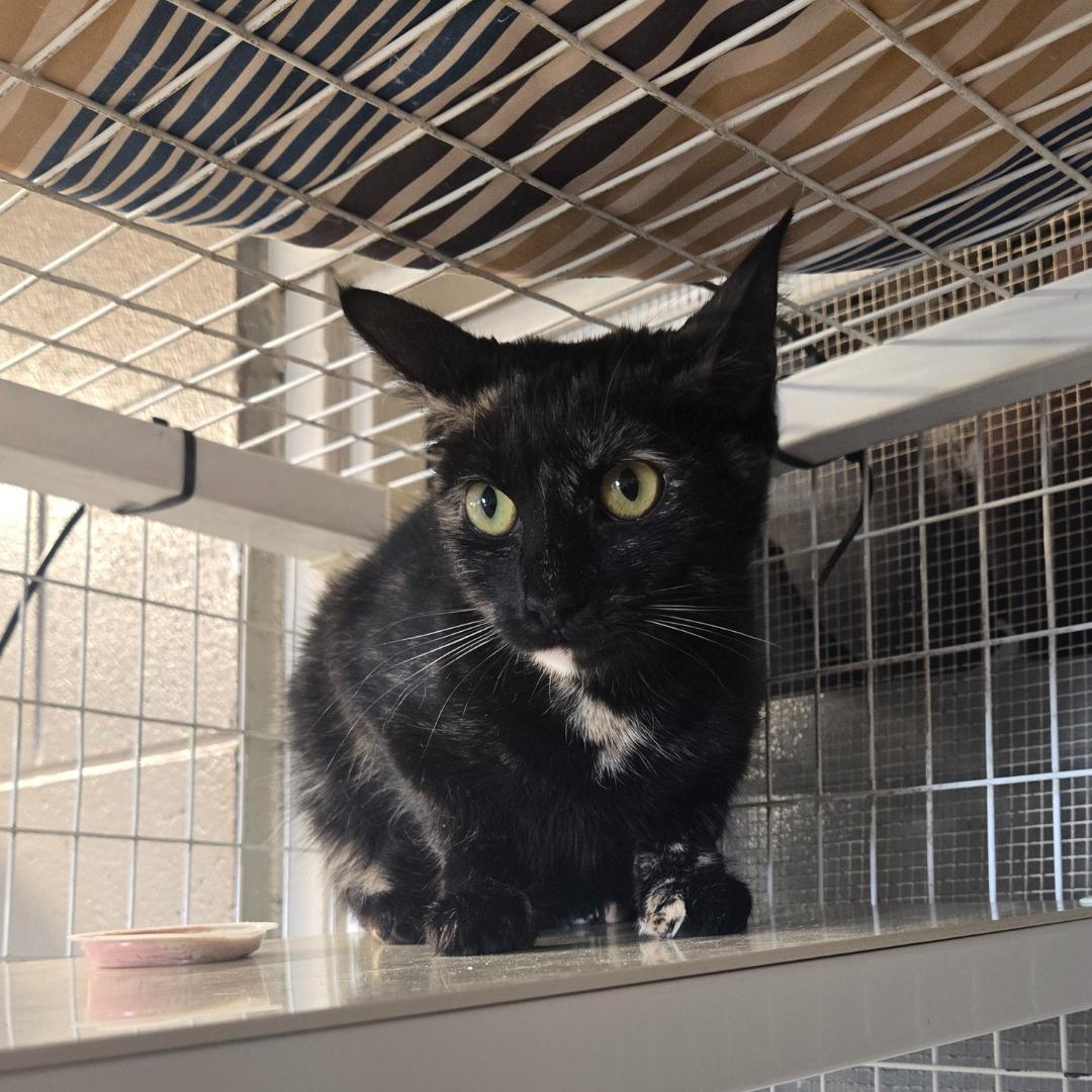Iffy, an adoptable Domestic Short Hair in Douglas, WY, 82633 | Photo Image 2