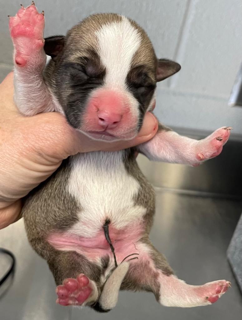 Lulu Pup 2, Adoptable, Young Male Mixed Breed.