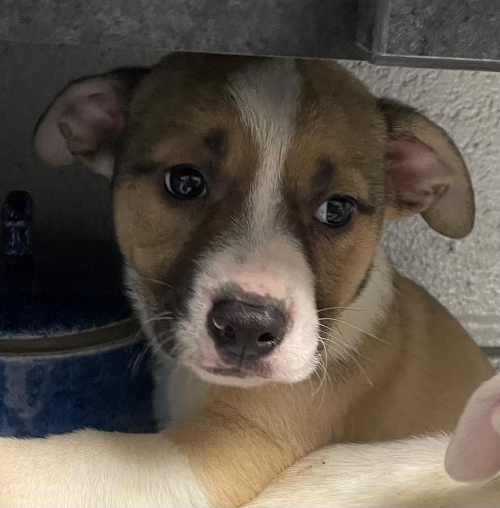 Persimmon, Adoptable, Puppy Male Mixed Breed.