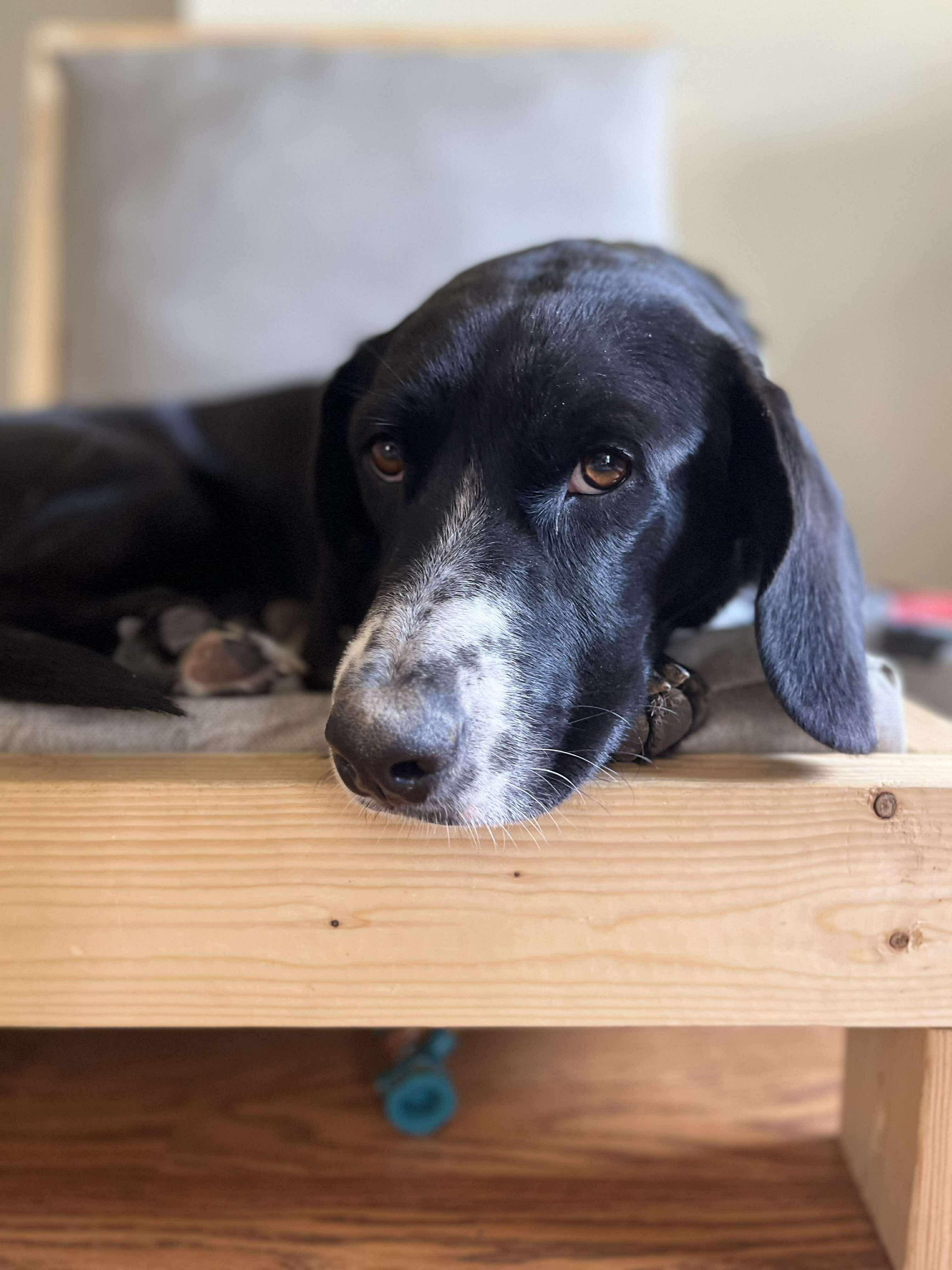 Duke (Gabrielle - Fostered in TN)