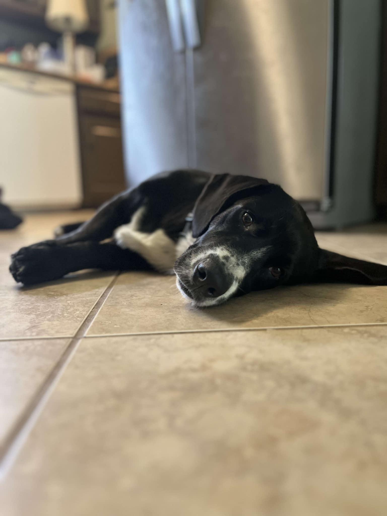 Duke (Gabrielle - Fostered in TN) photo 2