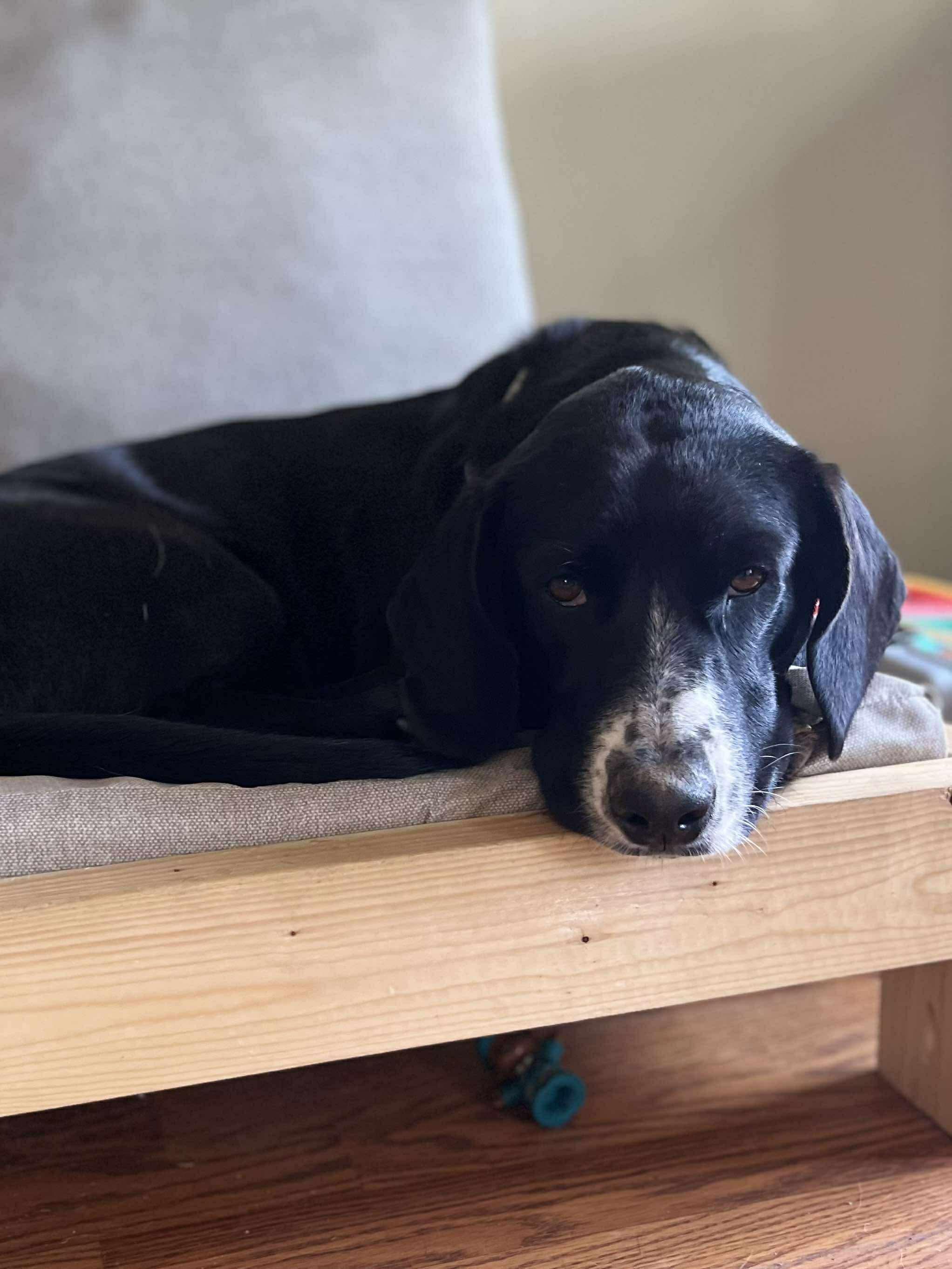 Duke (Gabrielle - Fostered in TN)