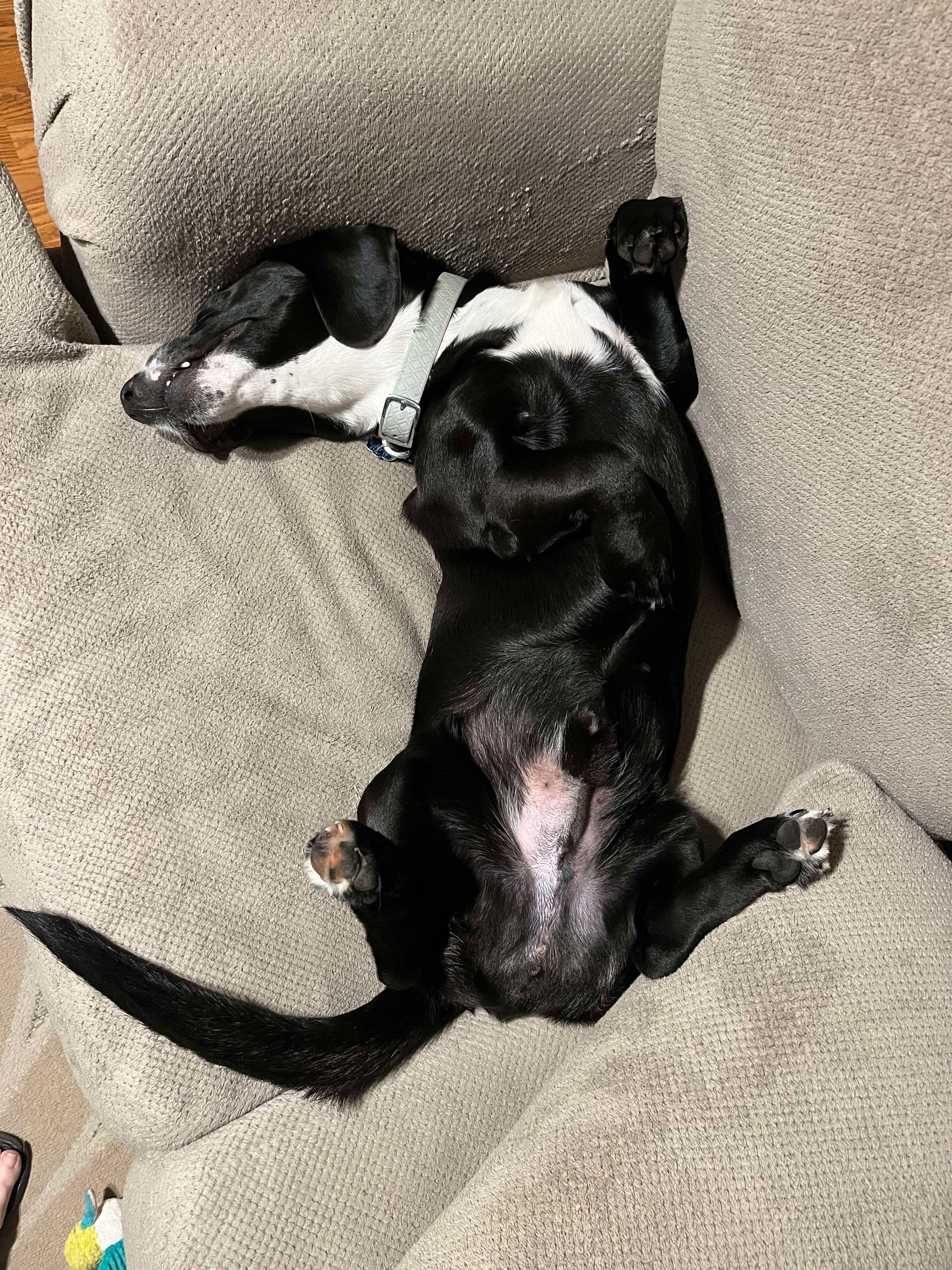 Duke (Gabrielle - Fostered in TN)