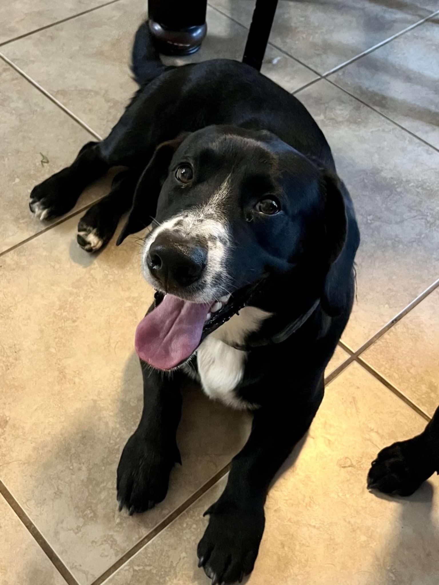 Duke (Gabrielle - Fostered in TN), Adult Male unknown