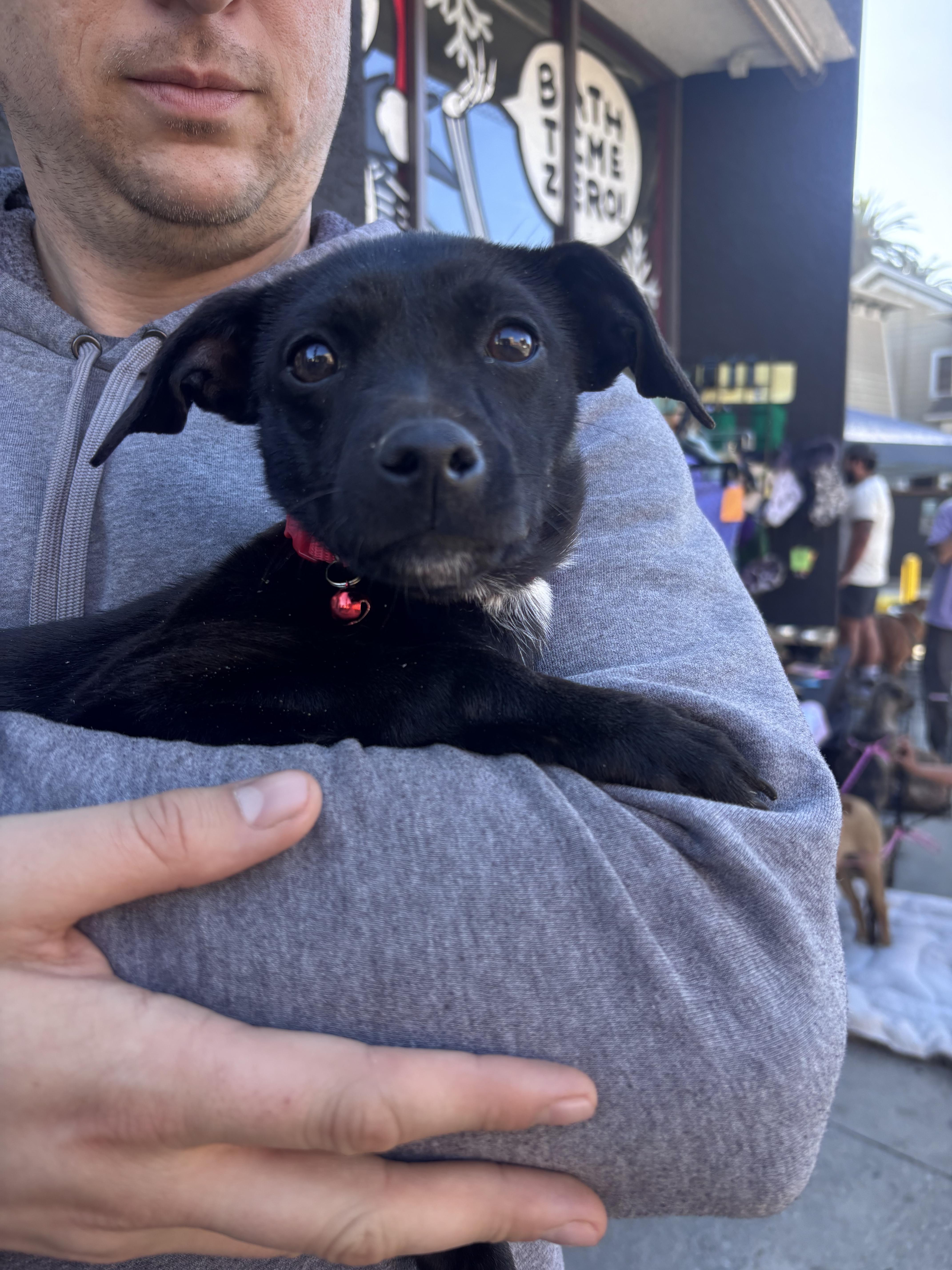 ESE , ADOPTABLE, Young Female Chihuahua & American Staffordshire Terrier.