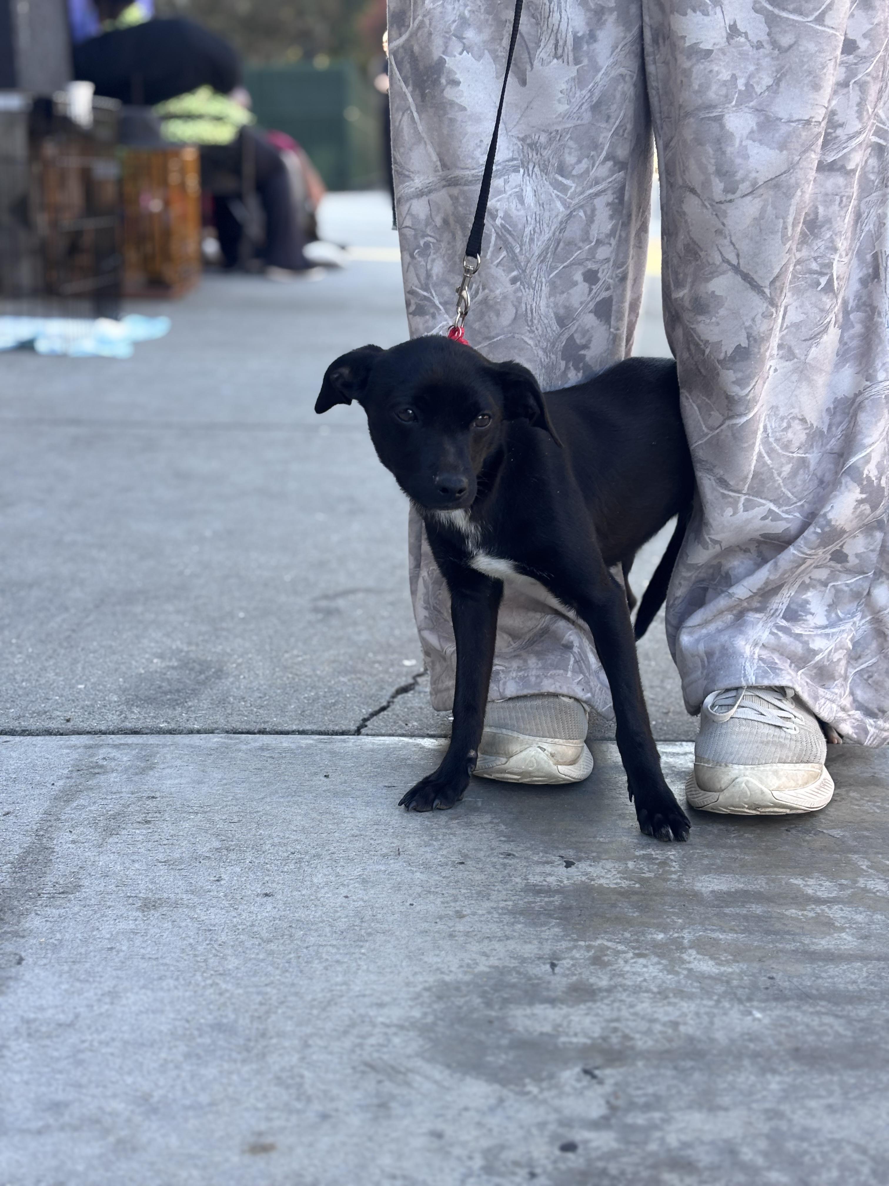 Enlarge ESE , a ADOPTABLE mixed breed in Corona, CA image 2/2