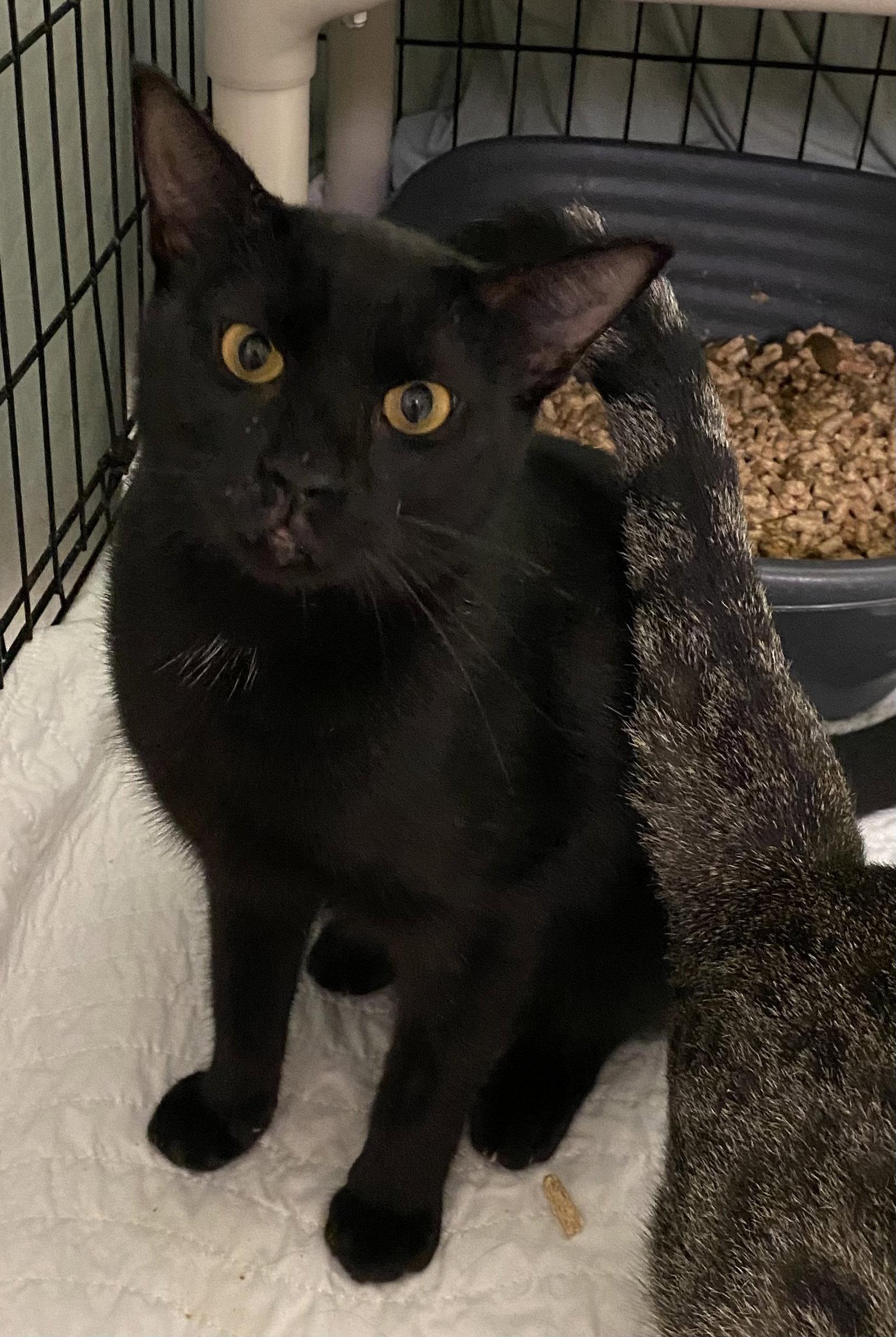 Enlarge Carlisle, a Adopted Domestic Short Hair in Satellite Beach, FL image 1/1