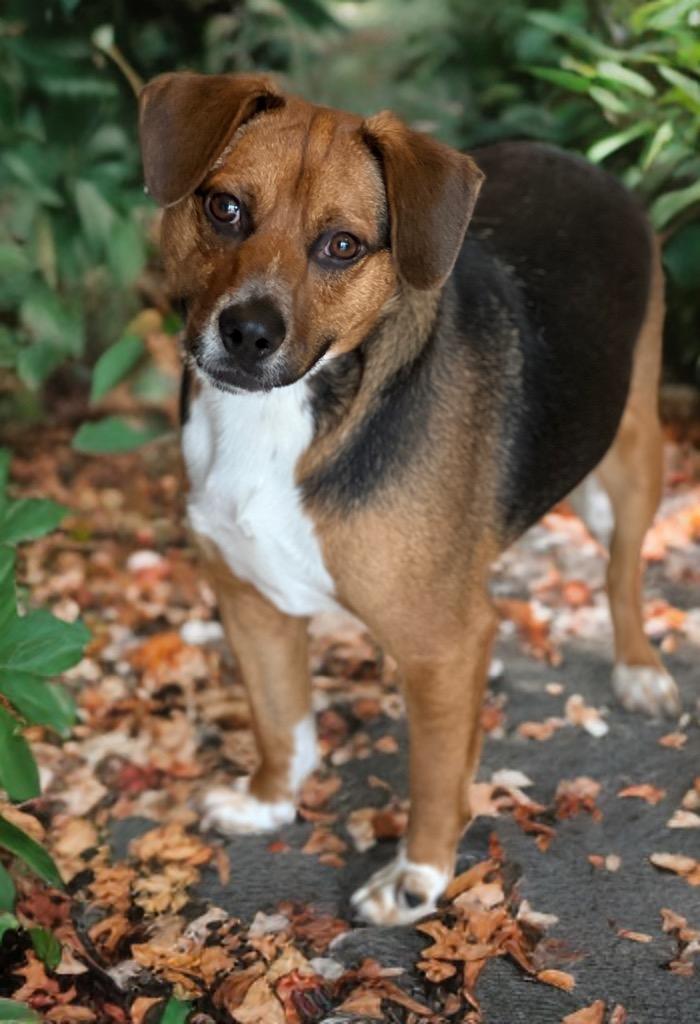 Levin, Adoptable, Young Male Beagle & Mixed Breed.