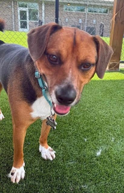 Levin, a Adoptable mixed breed in Dalton, GA image 2/5