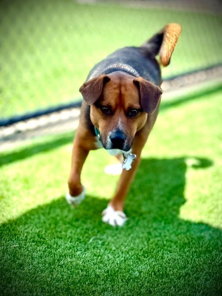 Levin, a Adoptable mixed breed in Dalton, GA image 4/5