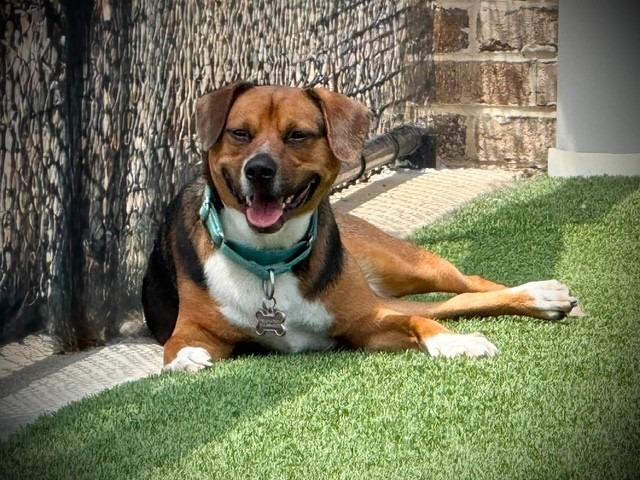 Levin, a Adoptable mixed breed in Dalton, GA image 5/5