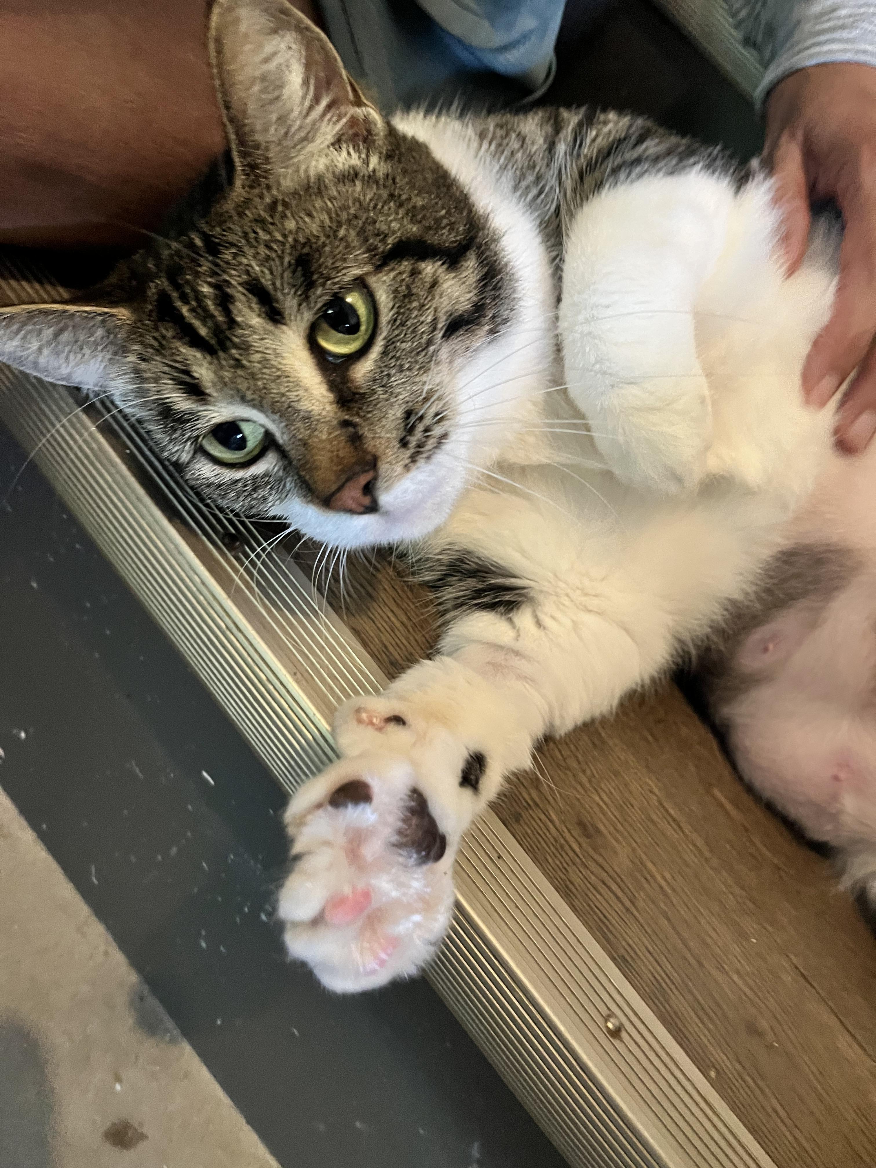 Mabel, Adoptable, Adult Female Domestic Short Hair.