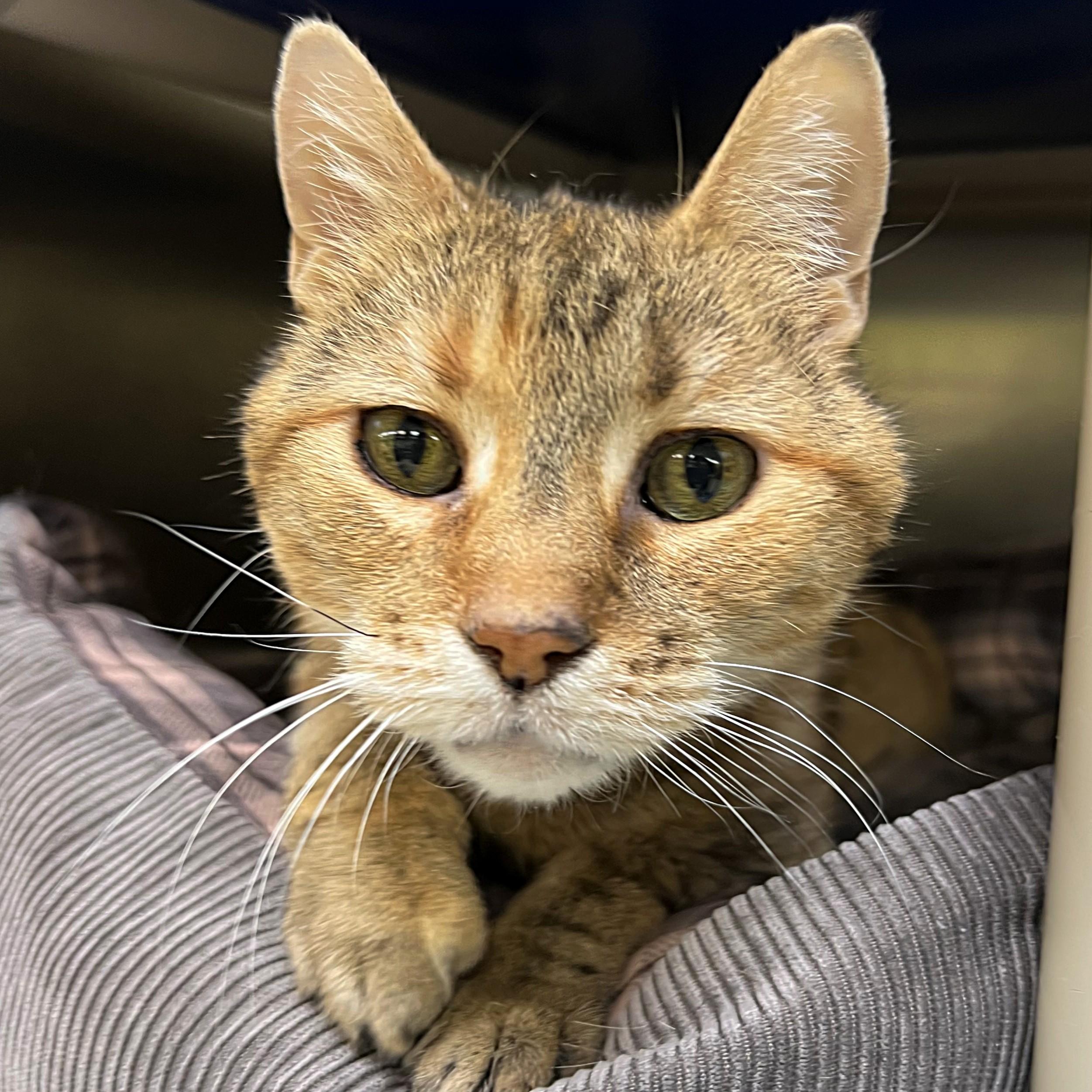 Little Bit, Senior Female unknown