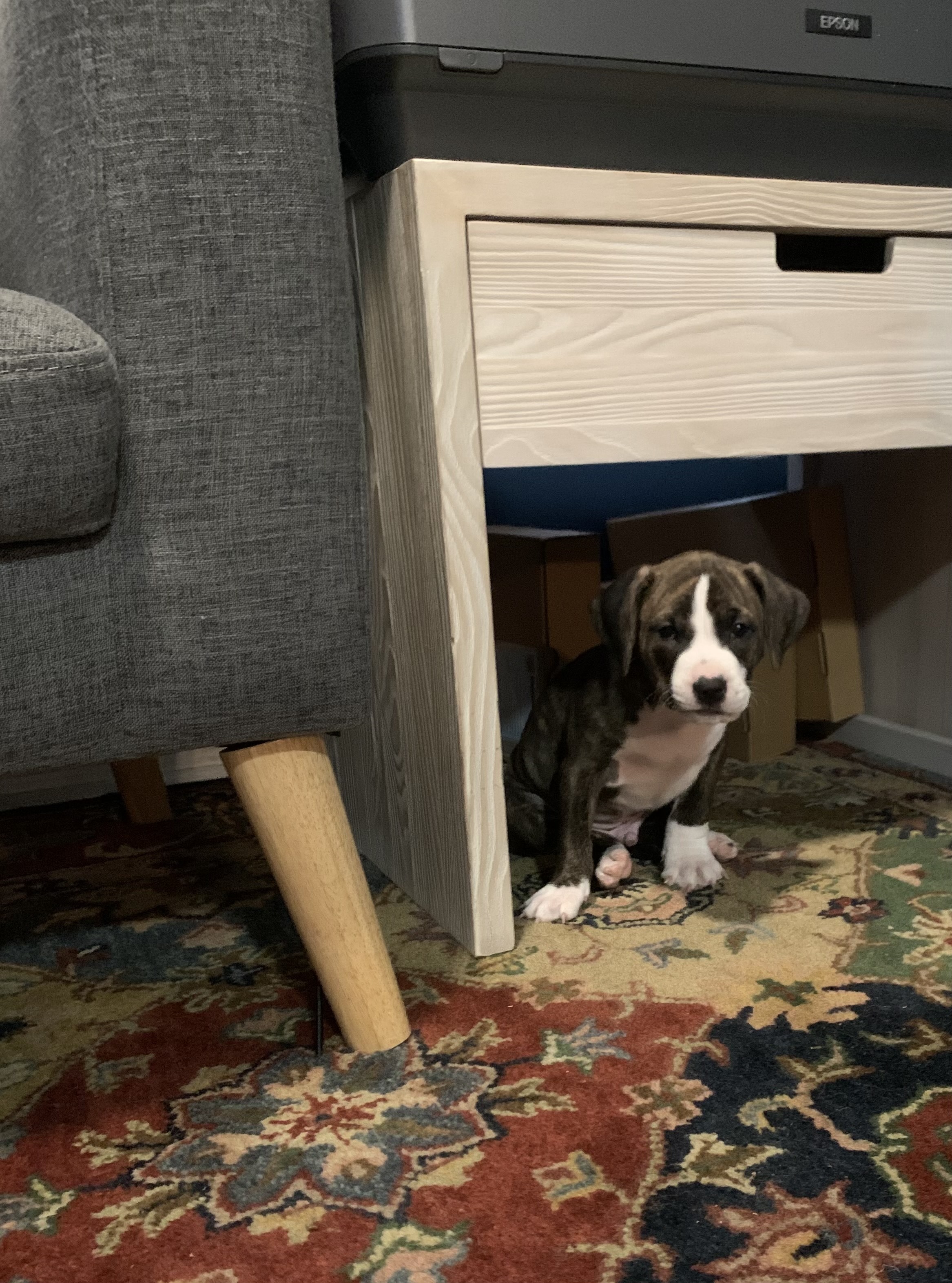 Sal AKA Rooster, Adopted, Puppy Male Pit Bull Terrier.