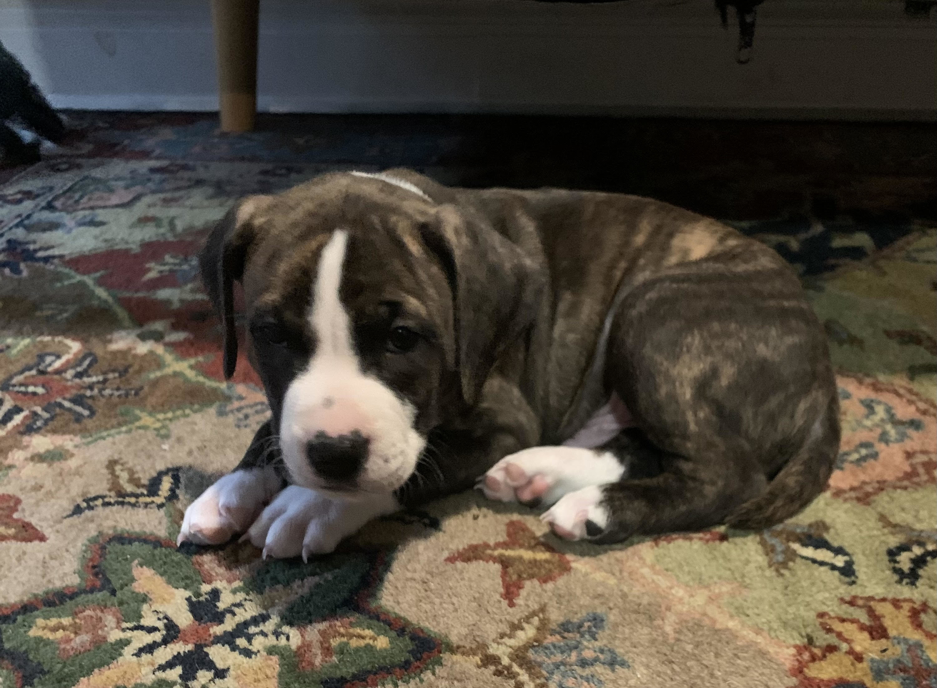 Sal AKA Rooster, Adopted, Puppy Male Pit Bull Terrier.