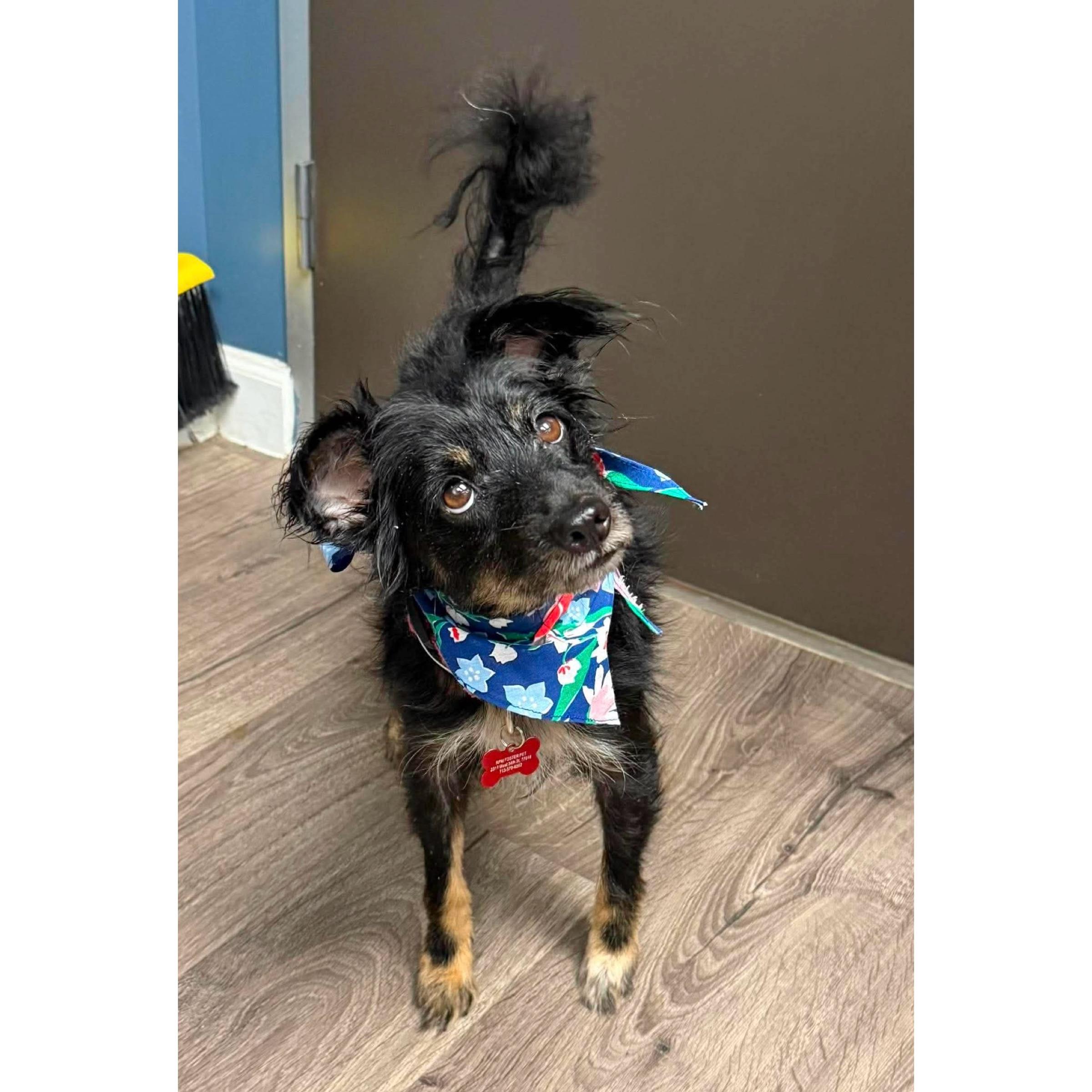 Piper, ADOPTABLE, Young Female Chihuahua & Miniature Schnauzer.