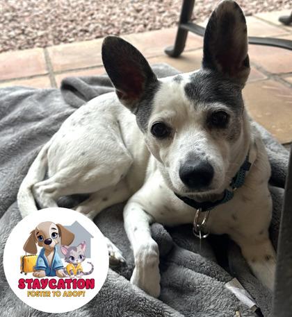 Enlarge Shelby, a Adoptable mixed breed in Phoenix, AZ image 1/3