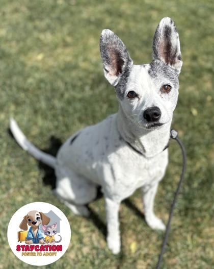 Enlarge Shelby, a Adoptable mixed breed in Phoenix, AZ image 2/3