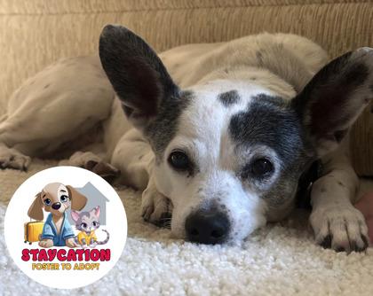 Enlarge Shelby, a Adoptable mixed breed in Phoenix, AZ image 3/3