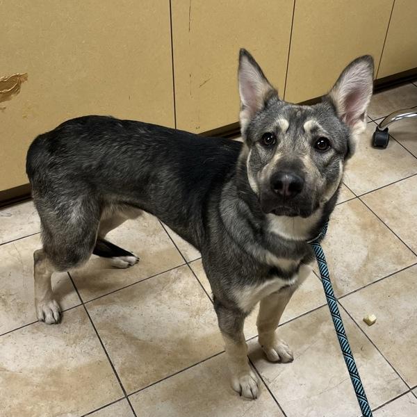 Miller (mcas), Adoptable, Young Male Shepherd.