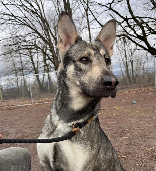 Enlarge Miller (mcas), a Adoptable mixed breed in Troutdale, OR image 2/2