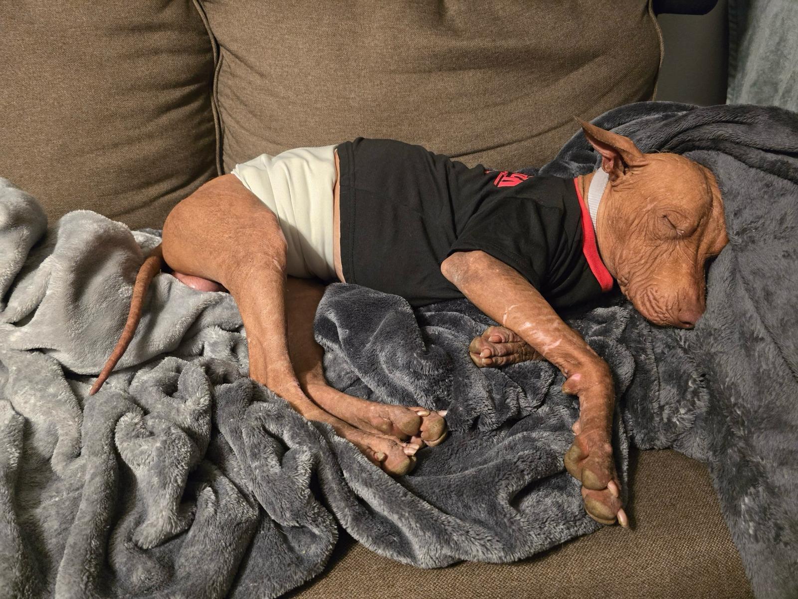 Yoda, a Adopted Xoloitzcuintli / Mexican Hairless in Portland, OR image 3/3