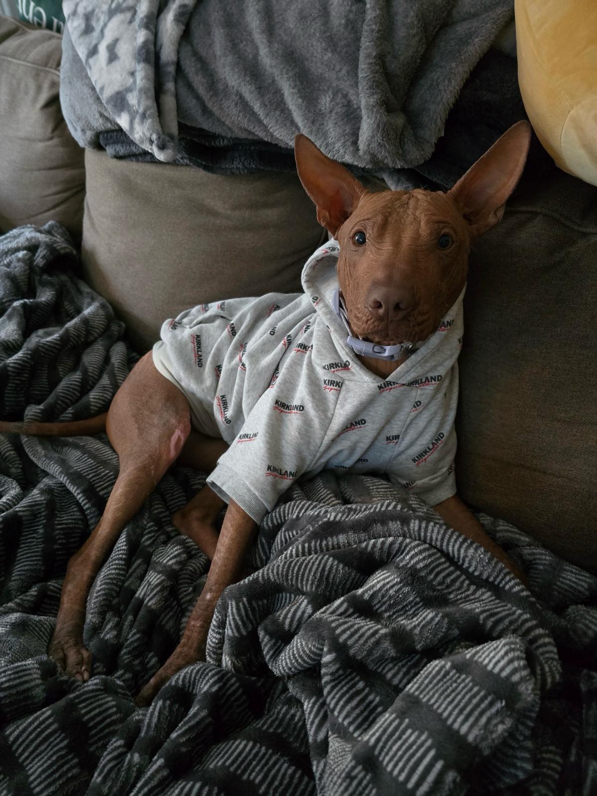 Yoda, Adopted, Young Male Xoloitzcuintli / Mexican Hairless.