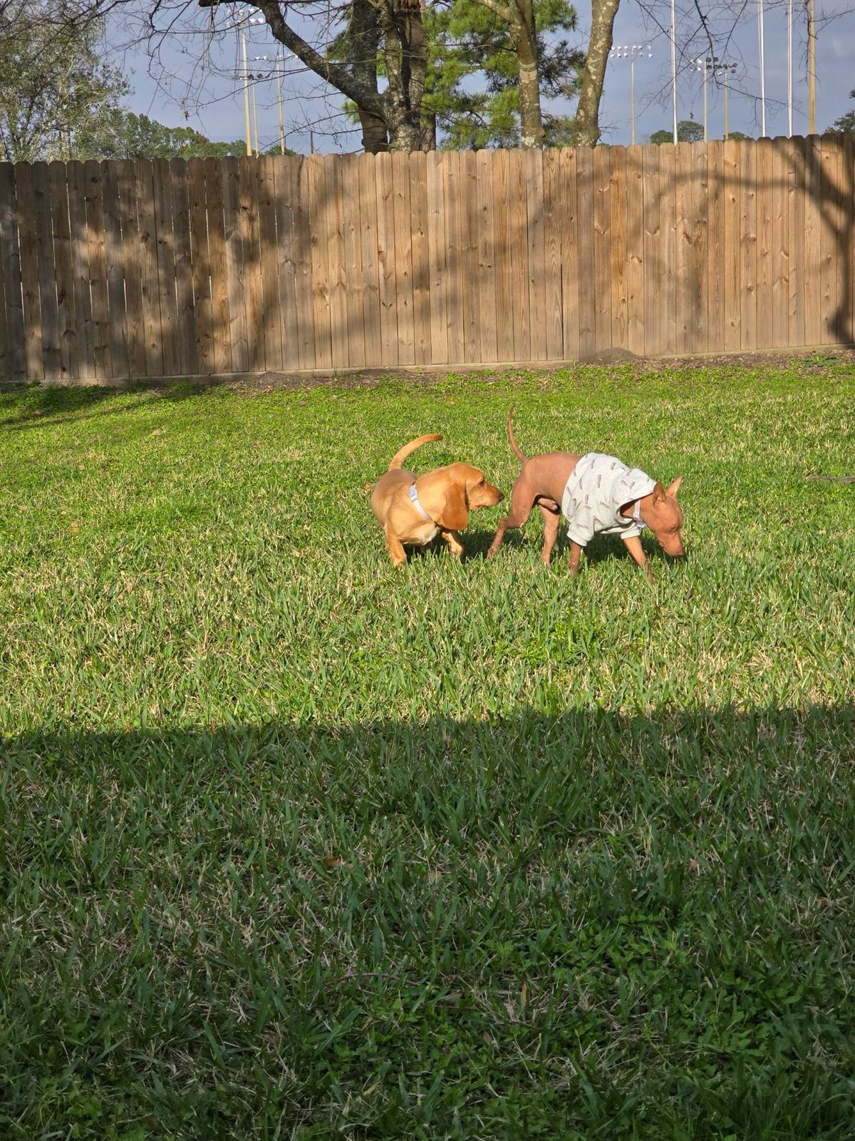 Yoda, a Adopted Xoloitzcuintli / Mexican Hairless in Portland, OR image 2/3