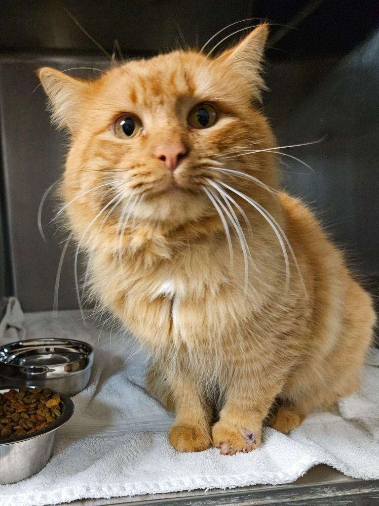 Enlarge Flame, a Adopted mixed breed in Sherwood, AR image 1/1